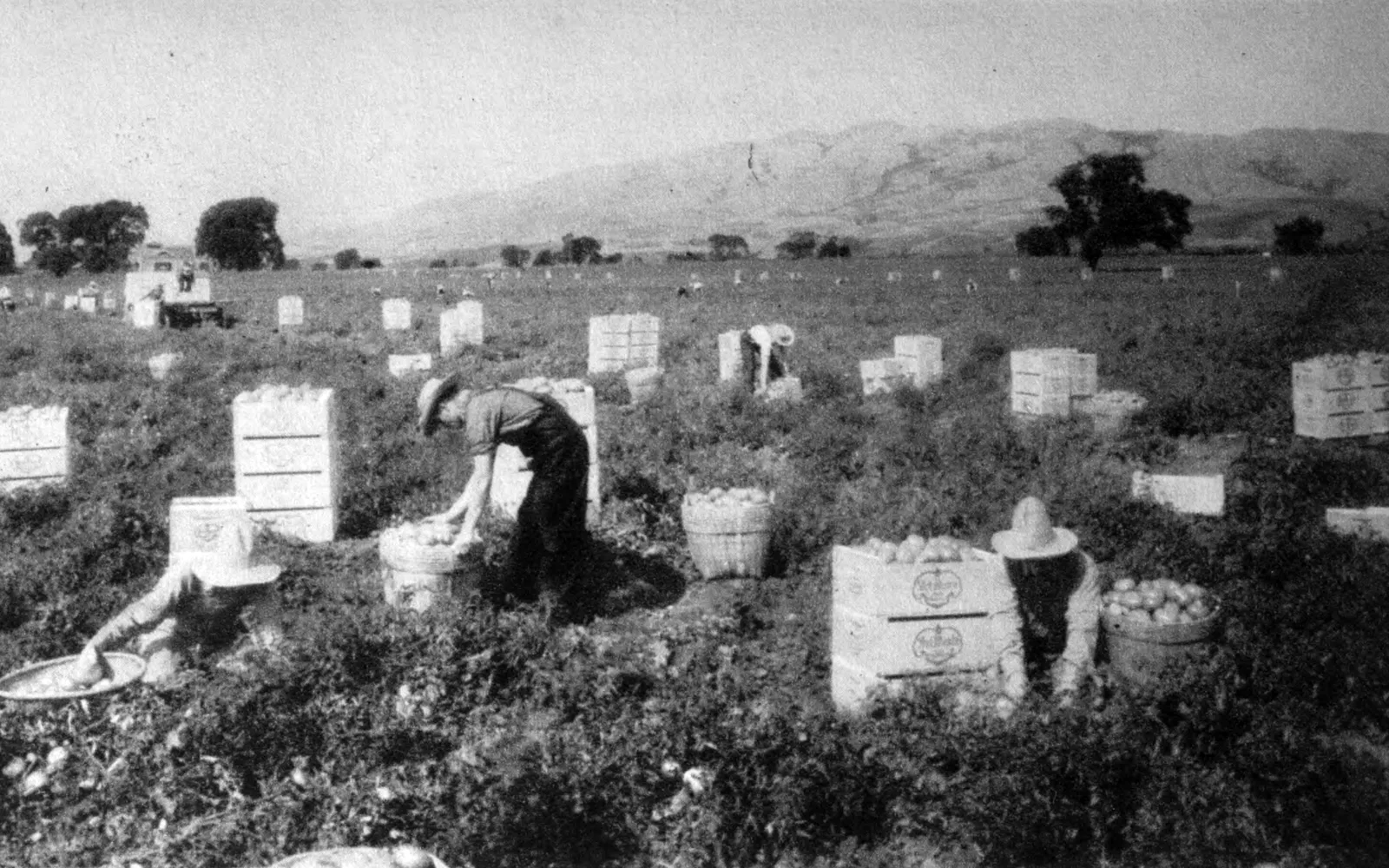 Historic photograph of tomato harvesting operations in Sacramento Valley showing agricultural work from the early 20th century